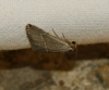 Eublemma polygramma Eublemma polygramma