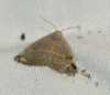 Eublemma polygramma Eublemma polygramma