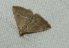 Eublemma polygramma Eublemma polygramma