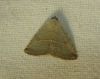 Eublemma polygramma Eublemma polygramma
