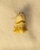 Eublemma pulchralis Eublemma pulchralis