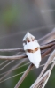 Eublemma pulchralis Eublemma pulchralis