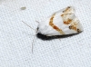Eublemma pulchralis Eublemma pulchralis