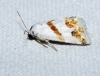 Eublemma pulchralis Eublemma pulchralis