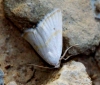 Eublemma pura Eublemma pura