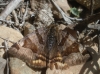 Euclidia glyphica Euclidia glyphica