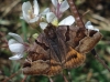 Euclidia glyphica Euclidia glyphica