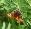 Euclidia glyphica Euclidia glyphica