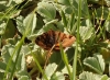 Euclidia glyphica Euclidia glyphica