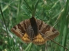 Euclidia glyphica Euclidia glyphica
