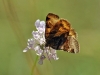 Euclidia glyphica Euclidia glyphica