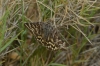 Euclidia mi Euclidia mi