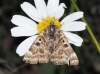 Euclidia mi Euclidia mi