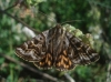 Euclidia mi Euclidia mi
