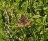 Euclidia glyphica Euclidia glyphica
