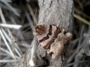 Euclidia glyphica Euclidia glyphica