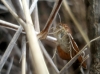 Euclidia glyphica Euclidia glyphica