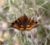 Euclidia glyphica Euclidia glyphica