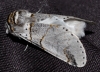 Furcula bifida Furcula bifida
