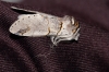 Furcula bifida Furcula bifida