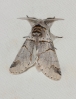Furcula bifida Furcula bifida