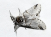 Furcula bifida Furcula bifida