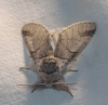 Furcula bifida Furcula bifida