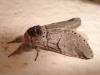 Furcula bifida Furcula bifida