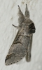Furcula bifida Furcula bifida