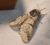 Furcula bifida Furcula bifida