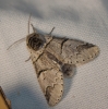 Furcula bifida Furcula bifida