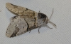 Furcula bifida Furcula bifida
