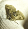 Furcula bifida Furcula bifida