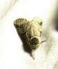 Furcula bifida Furcula bifida