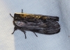 Harpyia milhauseri Harpyia milhauseri