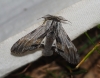 Harpyia milhauseri Harpyia milhauseri