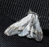 Harpyia milhauseri? Harpyia milhauseri?