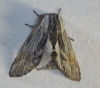 Harpyia milhauseri Harpyia milhauseri