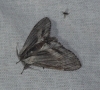 Harpyia milhauseri Harpyia milhauseri