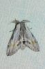 Harpyia milhauseri Harpyia milhauseri