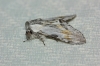 Harpyia milhauseri Harpyia milhauseri
