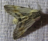 Harpyia milhauseri Harpyia milhauseri