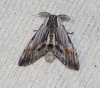 Harpyia milhauseri Harpyia milhauseri