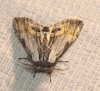 Harpyia milhauseri Harpyia milhauseri