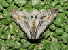 Harpyia milhauseri Harpyia milhauseri