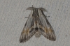 Harpyia milhauseri Harpyia milhauseri