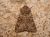 Hecatera dysodea Hecatera dysodea