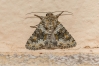 Hecatera dysodea Hecatera dysodea