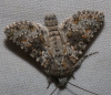 Hecatera dysodea Hecatera dysodea