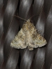 Hecatera dysodea Hecatera dysodea